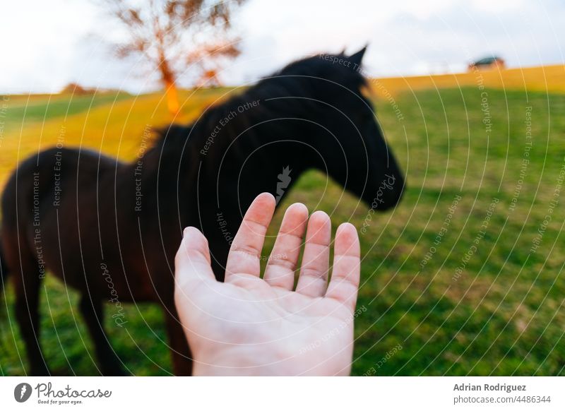 Konzept der Fürsorge und des Respekts für Tiere. Eine Hand und ein schwarzes Pferd im Hintergrund fürsorglich unter Beachtung von Wiese Säugetier frei Stehen