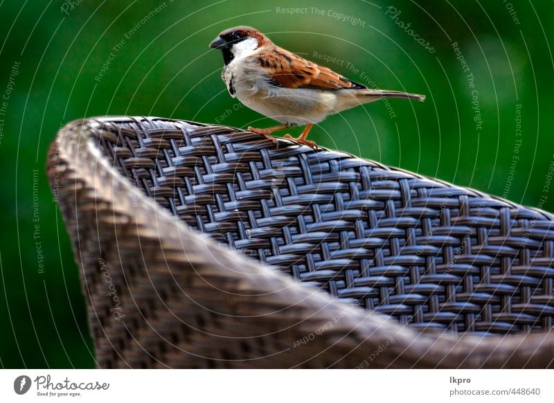 Vorderseite des Spatzen mit schwarzem Auge in sand mexikanischem Tulum Ferien & Urlaub & Reisen Ausflug Natur Tier Sand Vogel Metall Linie dreckig braun gelb