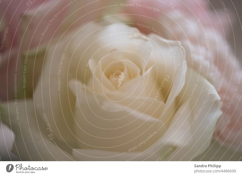 weisse Rose vor unscharfem Hintergrund. Makroaufnahme rose unscharfer Hintergrund Bokeh Nahaufnahme Detailaufnahme Pflanze Farbfoto Schwache Tiefenschärfe