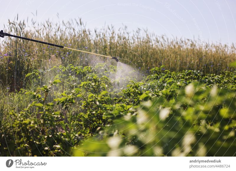 Ein Landwirt behandelt mit einer Sprühflasche die Kartoffelplantage gegen Schädlinge und Pilzbefall. Einsatz von Chemikalien in der Landwirtschaft. Landwirtschaft und Agroindustrie. Verarbeitung der Ernte. Schutz und Pflege