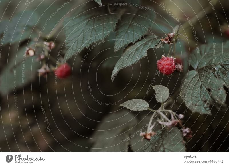 Wilde Himbeeren in einem stimmungsvollen Bild dunkel Lebensmittel Wald Frucht Früchte grün Stimmung Kommissionierung rot sauer wild Hintergrund schön Schönheit