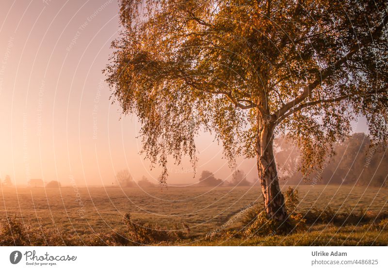 UT Teufelsmoor 2021- Lieblingsbaum ... die Birke im Teufelsmoor Sonnenaufgang Osterholz-Scharmbeck Baum Nebel Morgendämmerung Menschenleer Landschaft Natur