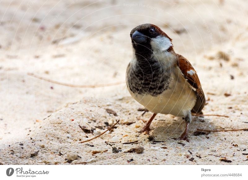 blaues Auge in sand belle Stute mauritius Ferien & Urlaub & Reisen Ausflug Natur Tier Sand Küste Vogel Linie dreckig braun gelb grau schwarz weiß Spatz Feder