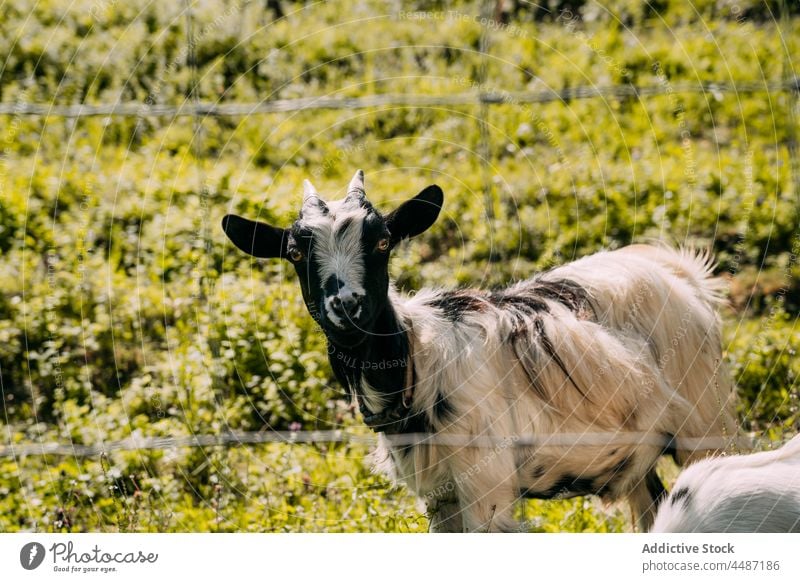 Ziege beim Weiden am Zaun Tier Säugetier Viehbestand ländlich Pflanzenfresser Ranch Landschaft Rasen Natur Fauna Gras Sommer grün grasbewachsen Kreatur Rind