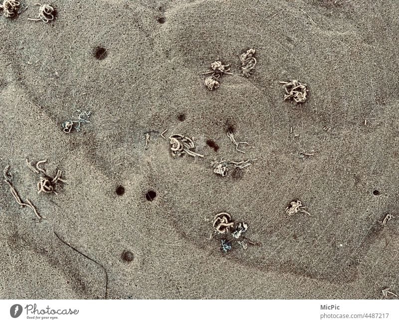 Watt Sand Wattwurm Strand Wattenmeer Wattwanderung Wattwandern Natur Nordsee Nordseestrand Wattwürmer Meer Küste Ebbe Gezeiten Erholung Schlick