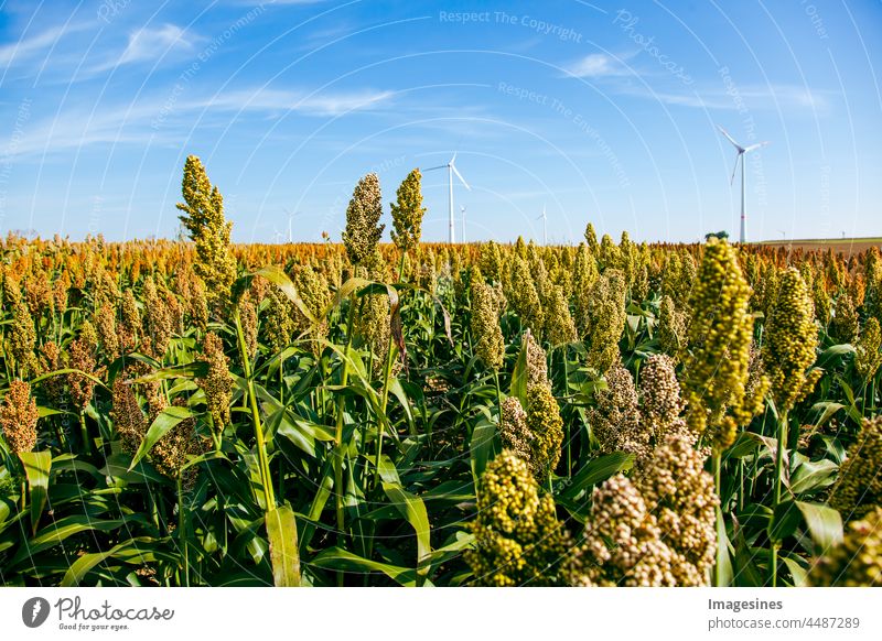 Biokraftstoff und Nahrungsmittels, Sorghum-Plantage und Windkraft. Acker von Sorghum, auch Durra, Milo oder Jowari genannt. landwirtschaft Feld