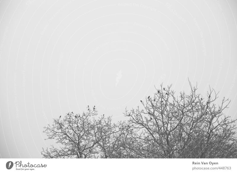 Winterbäume mit Vögeln Winterstimmung Schnee Baum Baumkronen Winterlandschaft Winterhimmel kalt schneebedeckter Ast verschneite Bäume Vogelschwarm Vögel sitzend