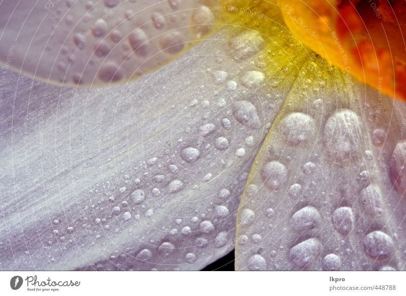 weiße Narzisse poeticus amarillidacee Hintergrund Sommer Garten Natur Blume Blatt Tropfen Blühend wild braun gelb grau grün schwarz Amarillidacee Blütenstempel