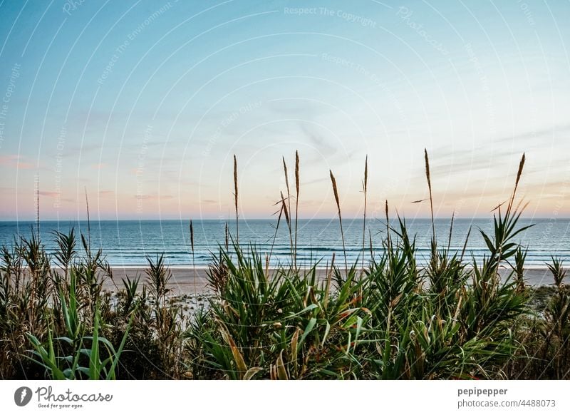 Strand Düne im Sonnenuntergang Dünengras dünenlandschaft Dünenweg Dünenschutz Stranddüne Strandleben Ferien & Urlaub & Reisen Küste Landschaft Natur Himmel