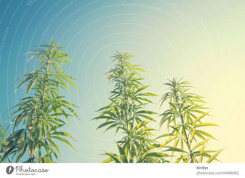 Cannabis. Hanfpflanzen  mit blauem Himmel in Poppigen Farben. THC, Hanfanbau Freilandanbau Alternativmedizin Marihuana Rauschmittel Pflanze CBD Betäubungsmittel