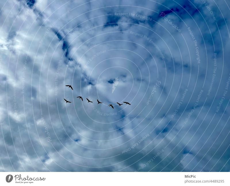 Vögel ziehen am Himmel vorbei Vogel vögel süden fliegen in den Süden fliegen Sommerende Herbst winteranfang Zugvögel Möwenvögel gänse Zugvogel Natur