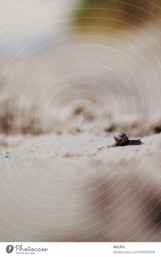 Kleine Schnecke mit Häuschen kriecht über Strand fokus Sand Schneckenhaus Meer Nahaufnahme Natur Außenaufnahme Tier Schwache Tiefenschärfe Fühler klein krabbeln