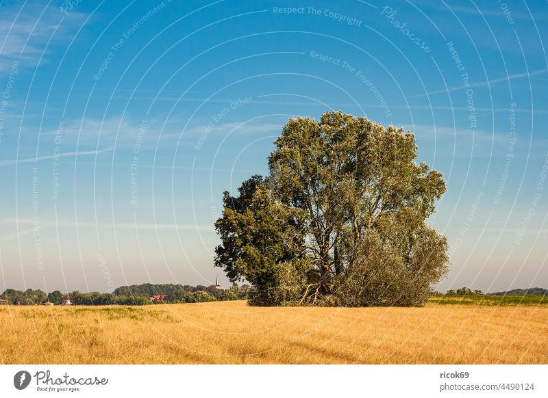 Landschaft mit Feld und Bäumen bei Hohen Demzin Acker Görzhausen Baum Mecklenburg-Vorpommern Natur Herbst Landwirtschaft Mecklenburger Schweiz Himmel Wolken