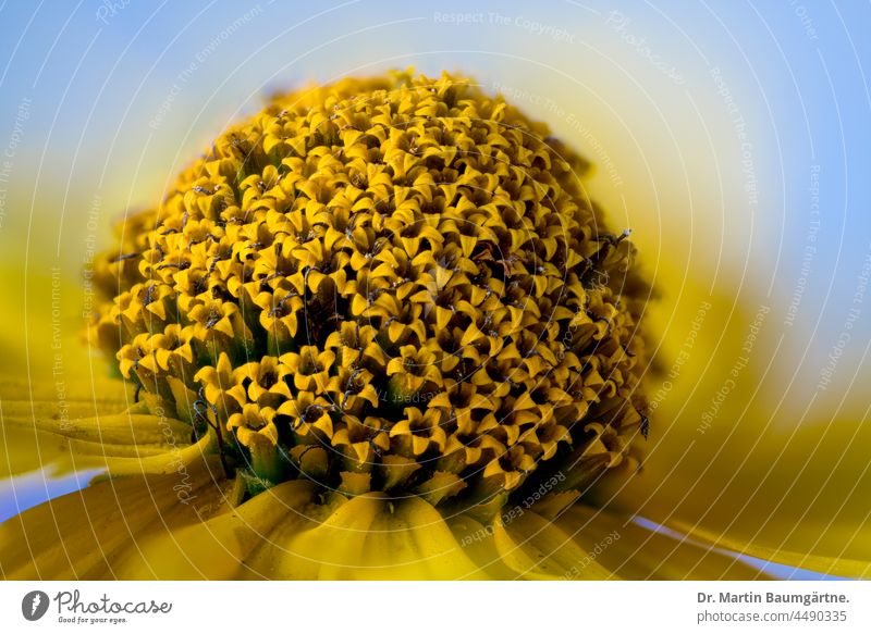 Blütenstand von Heliopsis helianthoides aus Nordamerika; Sonnenauge Gartensonnenauge Asteraceae Compositae Pflanze Staude ausdauernd Röhrenblüten