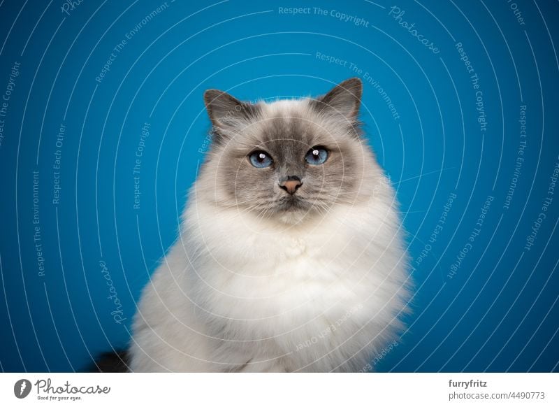 flauschige Birma-Katze mit blauen Augen Porträt auf blauem Hintergrund fluffig Fell katzenhaft Langhaarige Katze birmanische Katze blauer Punkt beige