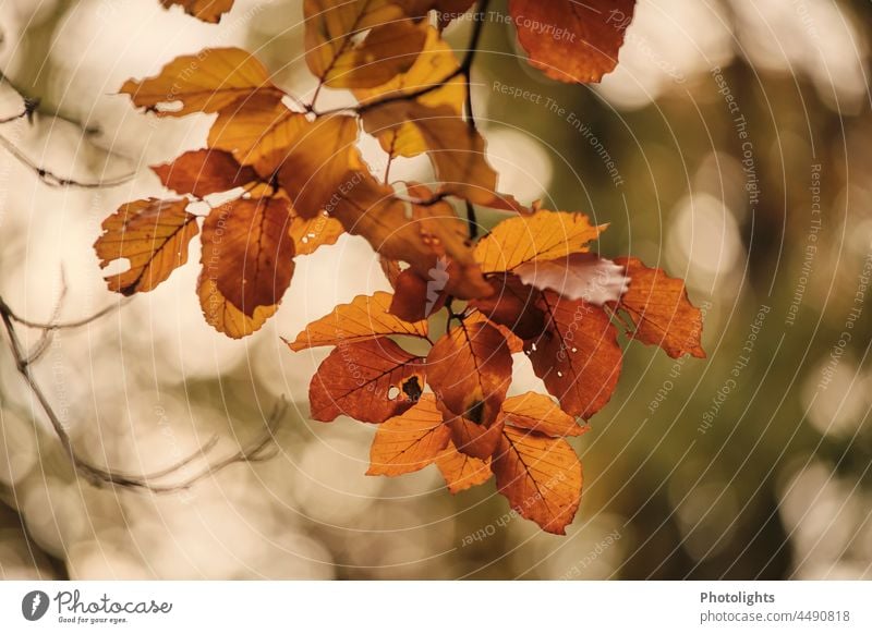 Braune Blätter hängen an einem Ast. Bild in herbstlicher Stimmung braun rot Baum Wald Winter Blatt orangene Blätter schwarze Äste Zweig Laubbaum Jahreszeiten