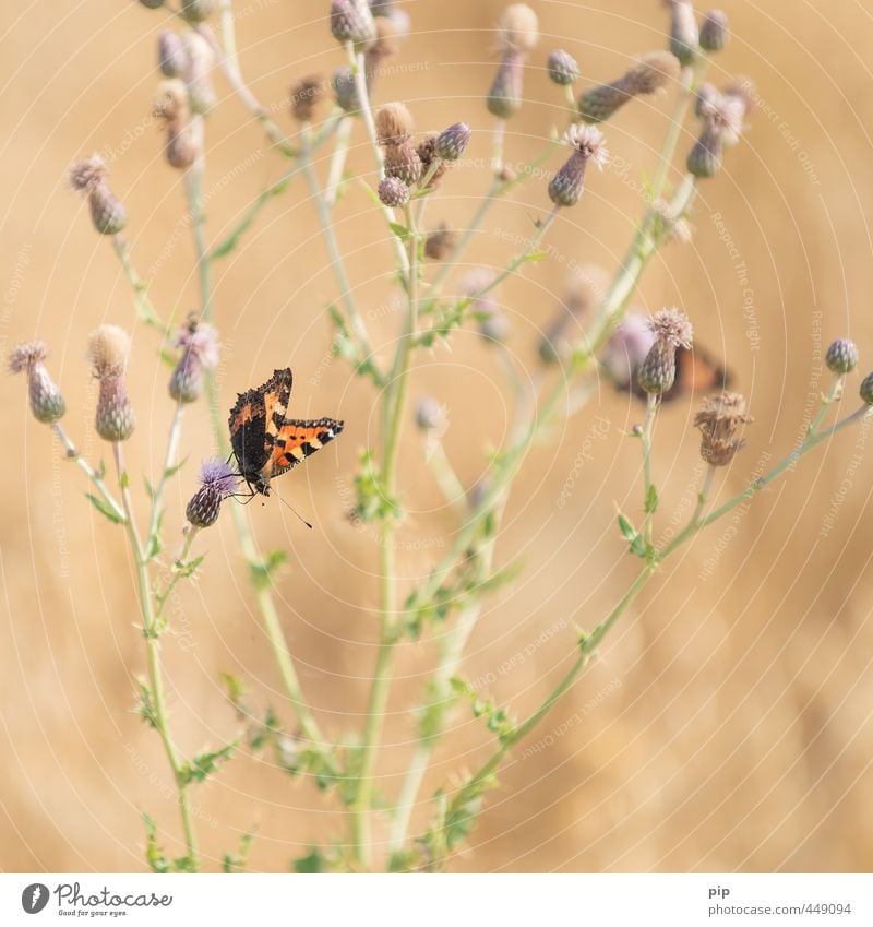 nesselfalter Sommer Schönes Wetter Pflanze Wildpflanze Blütenknospen Distel Stauden Feld Schmetterling Flügel Kleiner Fuchs tagfalter Insekt 1 Tier orange