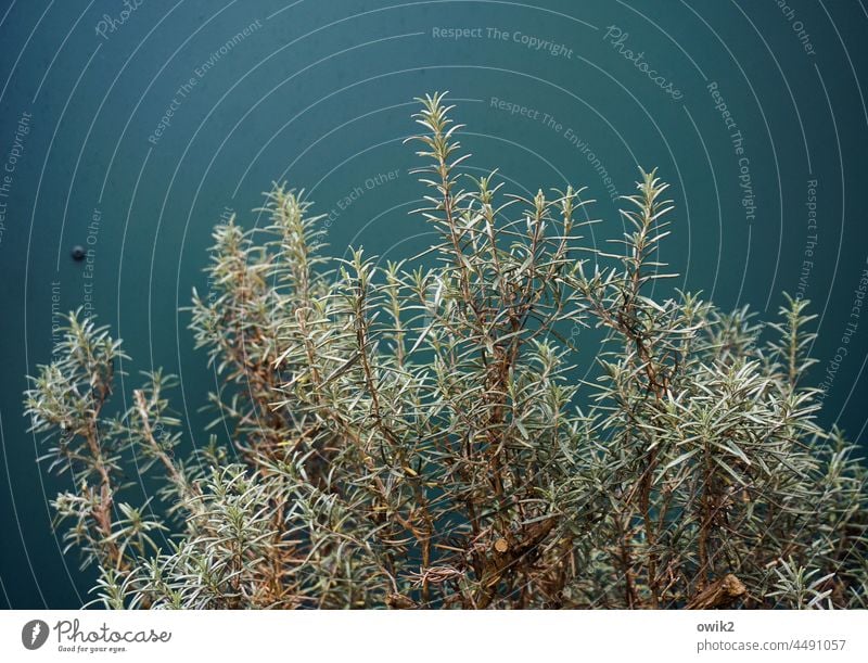 Nadelwald Rosmarin Kräuter & Gewürze Küchenkräuter mediterran Kräutergarten natürlich Natur frisch Gesunde Ernährung aromatisch Lebensmittel Pflanze