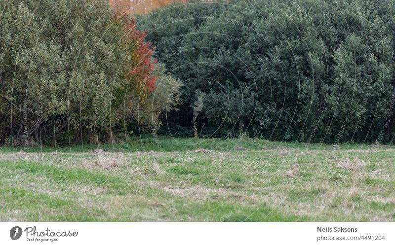 Busch und Bäume Wand im Herbst Wiese Herbstwald Herbstlandschaft Herbstwiese Hintergrund schön Farben Tag erdtönender Hintergrund Umwelt fallen Wald Gras grün