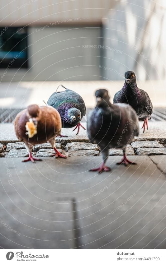 Tauben picken Brot vom Boden Großstadt Vogel Vögel Futter Futterneid Neid neidisch Schnabel Krümel Tier fliegen Flügel Feder Freiheit füttern Staße Bodenbelag