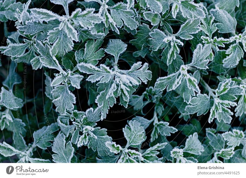 Gefrorene Zweige einer Chrysantheme. Grüne Blätter mit Morgenfrost bedeckt. Ansicht von oben. Nahaufnahme. grün Frost Garten Raureif Blatt schön Saison Herbst