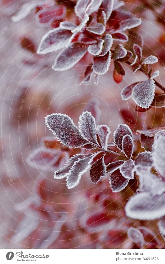 Mit Morgenfrost bedeckte Berberitzenblätter. Nahaufnahme. Vertikaler Anbau. rot Frost Garten vertikal Raureif Blatt schön Saison Herbst kalt Winter weiß Textur