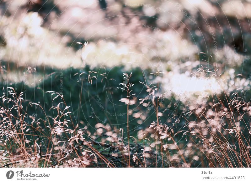 Gras im Wind Sommergras Windgeflüster Sommerwiese Wiese Graswiese Sommerwind trocken Windrauschen Rauschen Grasbüschel Grashalme August windig heimisch unruhig