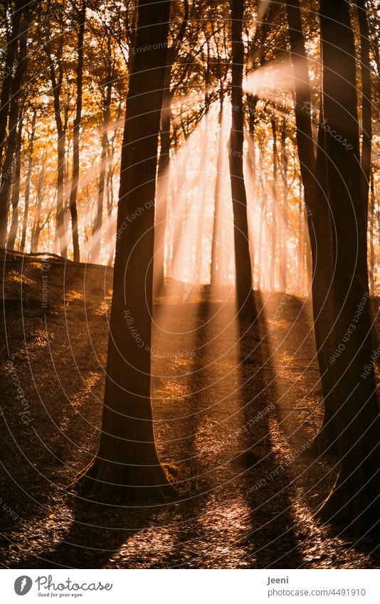 Herbstwald mit Sonnenstrahlen zum Greifen nah herbstlich Natur Wald Naturliebe erleben Bäume Sonnenlicht Strahlen September Oktober Einatmen genießen Energie