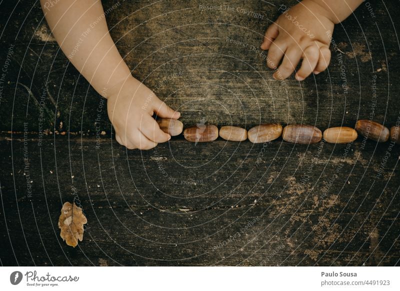 Kind spielt mit Eicheln Herbst authentisch fallen Nahaufnahme Hand Detailaufnahme braun Farbfoto Natur Außenaufnahme grün Baum Pflanze Blatt Umwelt Spielen Wald