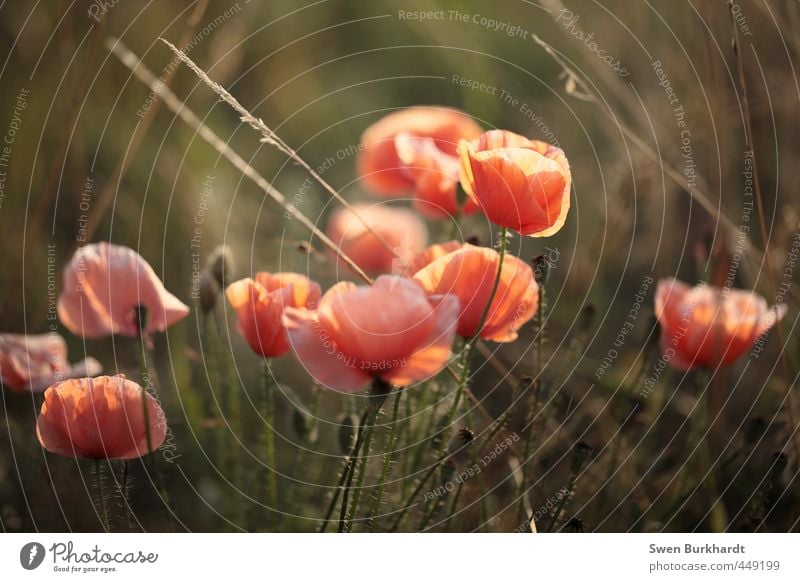 zum an die Wand klatschen Umwelt Natur Pflanze Luft Sommer Herbst Schönes Wetter Blume Gras Sträucher Blatt Blüte Wildpflanze Mohn Garten Park Wiese Feld