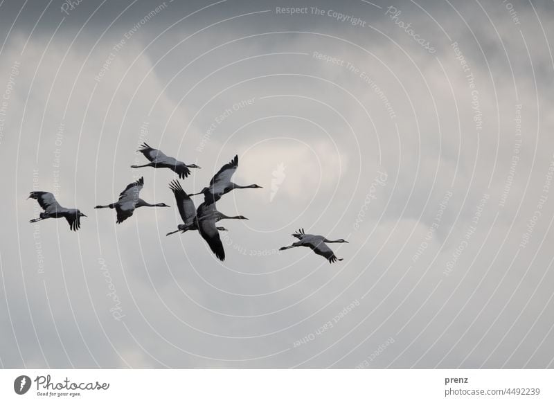 Kraniche Linum 2021 Himmel mit Wolken fliegen fliegend Storchendorf Linum Deutschland Umwelt Farbfoto Außenaufnahme Menschenleer