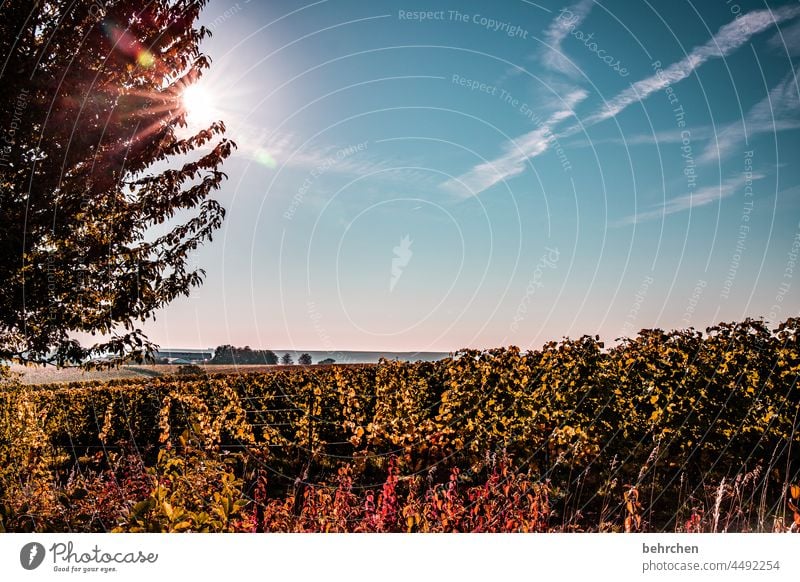 weinromantik Feld Baum Rheintal wandern Natur Herbstlaub Wolken Umwelt Schönes Wetter Ausflug Landschaft Außenaufnahme Wein Weinrebe Weintrauben Weinberg Himmel