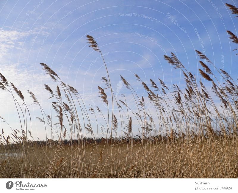 Schilfgürtel Schilfrohr Vorpommersche Boddenlandschaft Landschaft Mecklenburg-Vorpommern Himmel