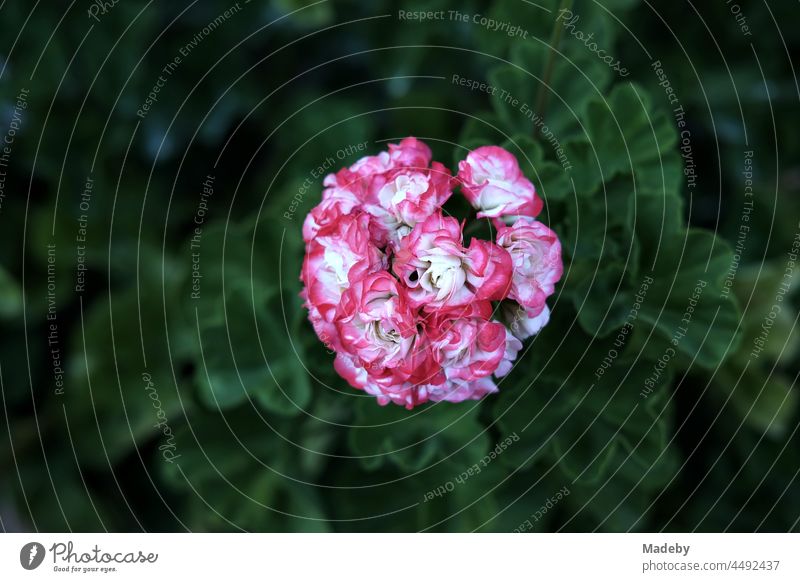 Pelargonium oder schlicht Geranie mit Blüten in Weiß und Rosé in einem alten Bauerngarten in Sommer in Rudersau bei Rottenbuch im Kreis Weilheim-Schongau in Oberbayern