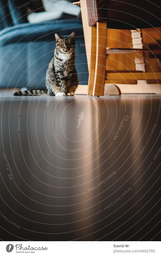 Katze sitzt auf dem Fußboden und strahlt Ruhe und Gelassenheit aus ruhe sanft fußboden Seele Haustier schön Hauskatze hübsch schatten Lich