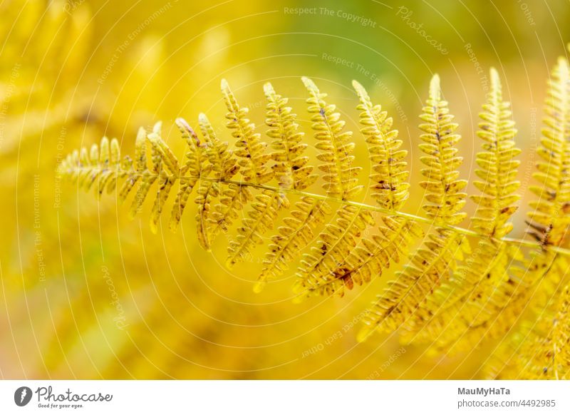 Herbstfarn im Gras Wurmfarn Natur Pflanze Farnblatt Botanik Grünpflanze Blatt Außenaufnahme Wald Farbfoto Detailaufnahme Echte Farne Nahaufnahme Wildpflanze