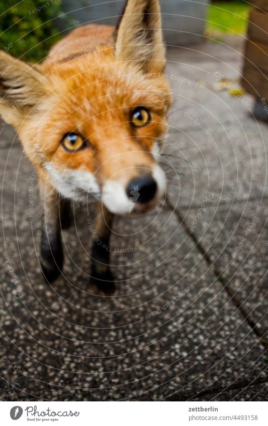 Neugieriger Fuchs fuchs garten herbst neugier pelztier portrait rotfuchs tierportrail tollwut tollwutgefahr vulpes vulpes wildtier blickkontakt auge nase