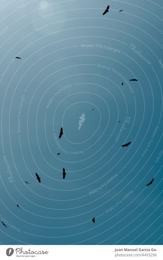 Geier fliegen an einem sonnigen Tag im Kreis Verwirrung Hunger Flügel Suche Aufmerksamkeit Tod wach Flug Fliege Weg Freiheit Menschengruppe Gier Schicksal Route