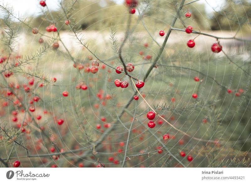 Nahaufnahme einer reifen roten Spargelfrucht zur Gewinnung der Samen für die Vermehrung Ackerbau Herbst bierselig Beeren Botanik Ast hell Blütenknospen