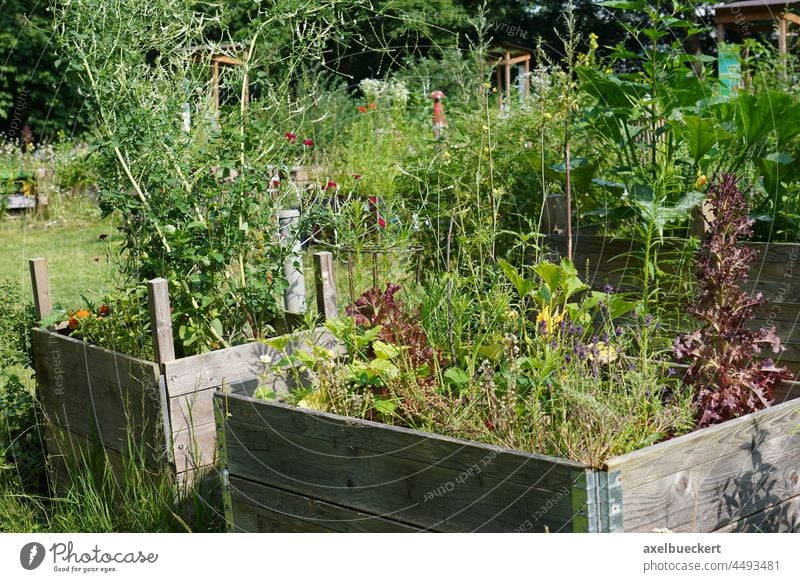 Urban Gardening Pflanzen im Nachbarschaftsgarten Urban gardening Urbaner Gartenbau urban gardening Vegetarische Ernährung selbstversorgung Gemüse