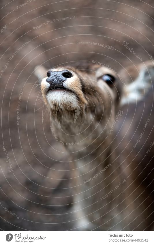 Ein Reh im Wald schnuppert Nase schnuppern Wild Tier Jagd Wiese Säugetier Natur Wildtier Umwelt Tierporträt Wachsamkeit Damwild Schärfentiefe Rehkitz