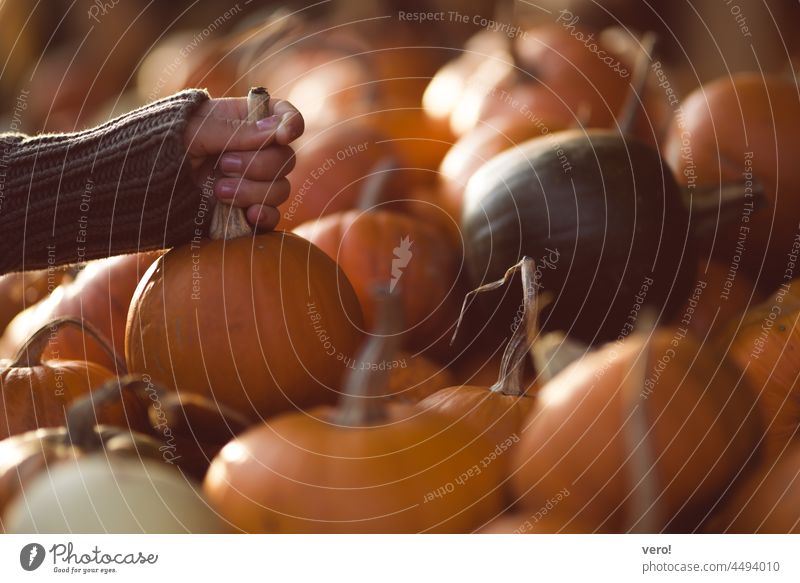 Mädchen, Gegenlicht, Kürbisse Sonne Sonnenlicht hofladen dekorierend Gemüsehändler Natur Ernte orange Herbstgefühle Herbstwetter Herbstfärbung dekorativ