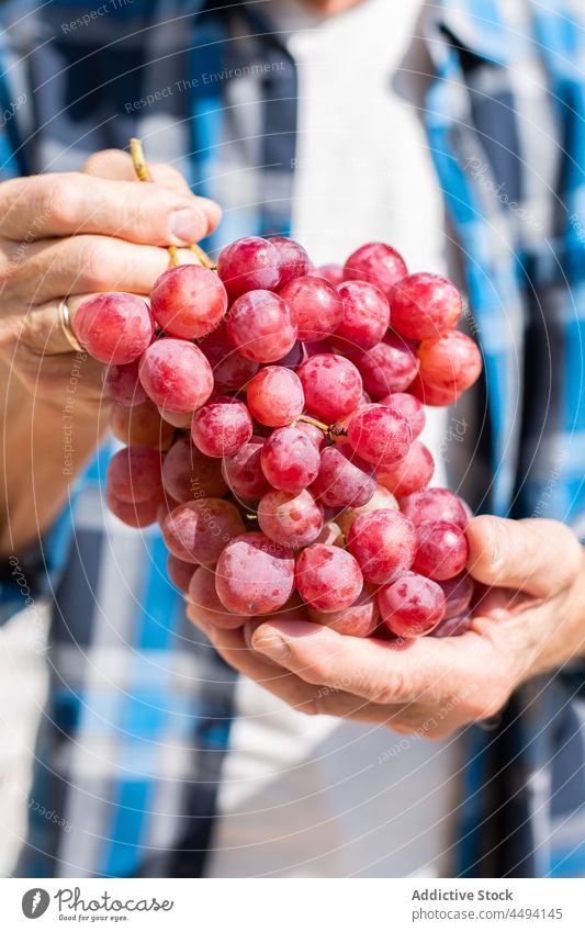 Anonymer Mann mit reifen Weintrauben Gärtner Traube Beeren Ernte Garten pflücken Ackerbau Gartenbau Weinrebe Landschaft Sommer essbar Sommerzeit Bauernhof