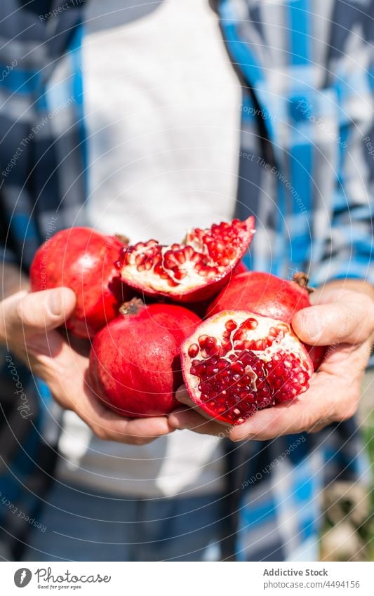 Unbekannter Gärtner mit reifen Granatäpfeln Granatapfel Frucht Samen Ernte Garten organisch pflücken Ackerbau Landschaft Sommer essbar Sommerzeit rot Bauernhof