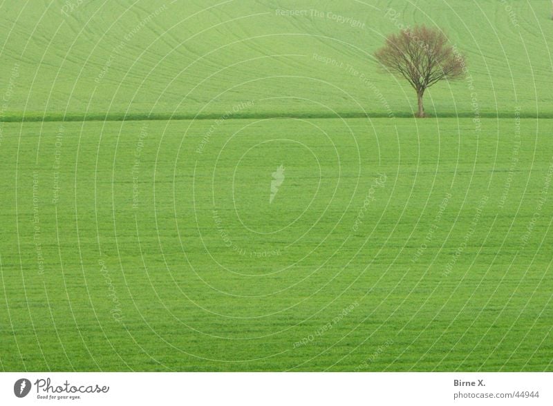 Einsamer Baum einzeln Winter Frühling Feld Wiese Fußweg grün Landwirtschaft Kornfeld Grasland Strukturen & Formen Einsamkeit Niederrhein Xanten Niveau Zweig Ast