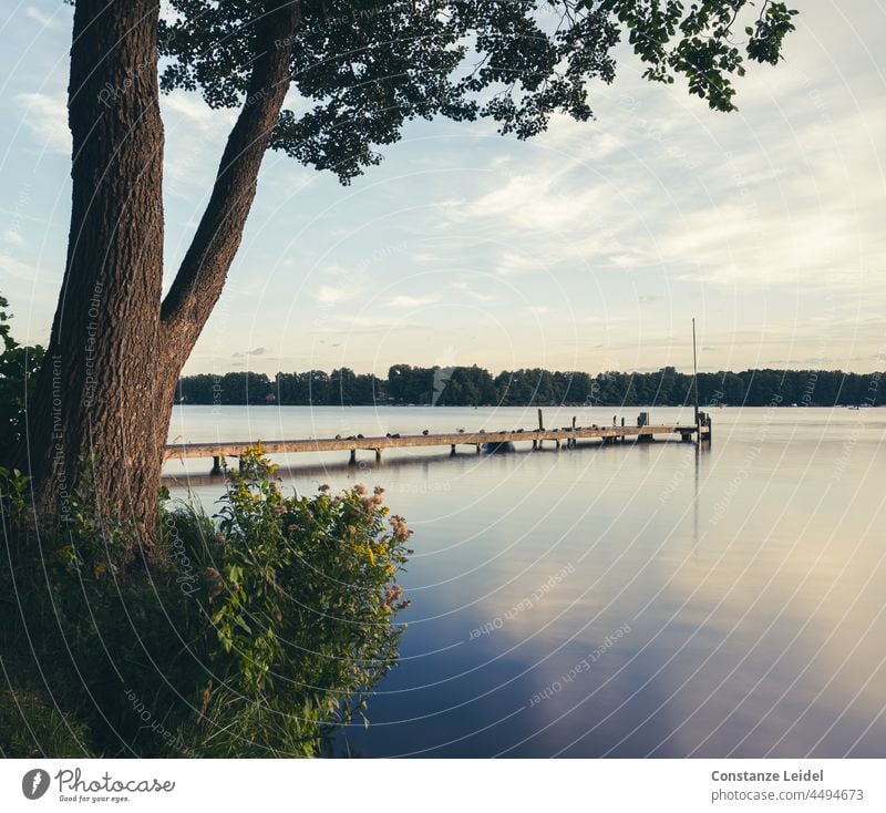 Steg mit Baum links am abendlichen Krossinsee. Wasser Wasseroberfläche blau Himmel Farbfoto Außenaufnahme Menschenleer Reflexion & Spiegelung See ruhig Natur