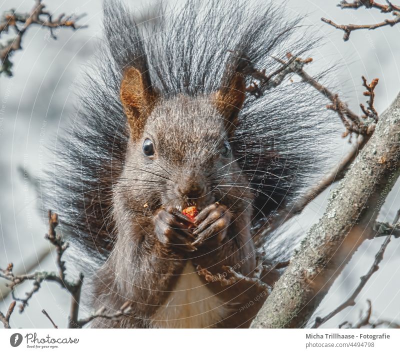 Fressendes Eichhörnchen im Baum Sciurus vulgaris Tiergesicht Kopf Auge Nase Ohr Pfote Krallen Fell Wildtier festhalten nah niedlich Zweige u. Äste Sonnenlicht