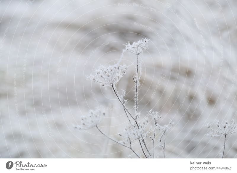 Wildkraut wird im Winter zur Eisblume Frost kalt Raureif Natur Winterzeit Schachtelhalm Außenaufnahme Landschaft Winterstimmung Wintertag Reif Feuchtigkeit