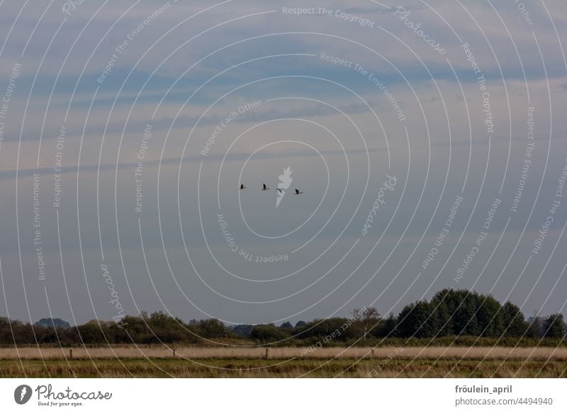 UT Teufelsmoor | Reise Zugvogel Zugvögel Flug fliegen Himmel Vogel Vögel Natur Freiheit Wildtier Vogelzug frei Vogelflug Außenaufnahme Herbst Tiergruppe Umwelt