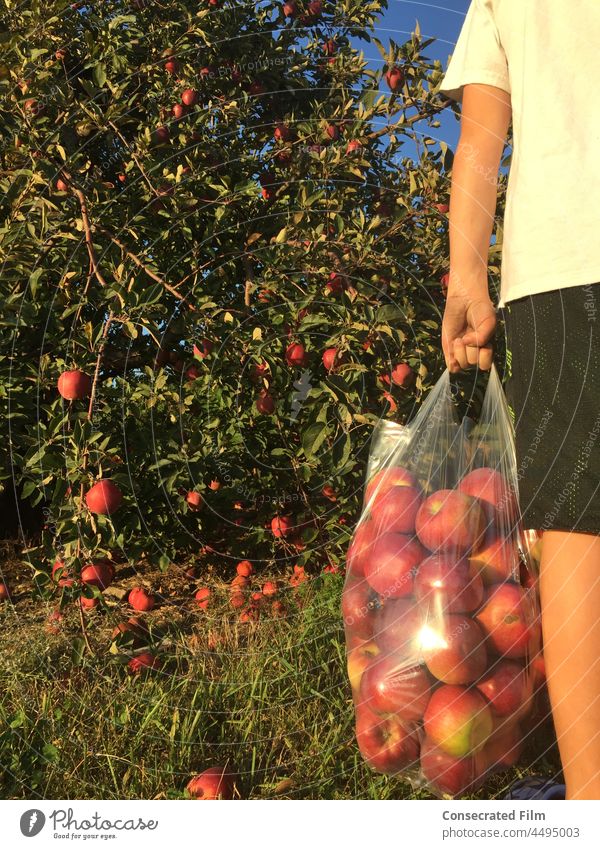 Kleiner Junge hält eine Tüte Äpfel in der Hand, während er auf einer Apfelbaumfarm Äpfel pflückt Apfelbäume reisen Abenteuer fallen Herbst Apfelpflücken